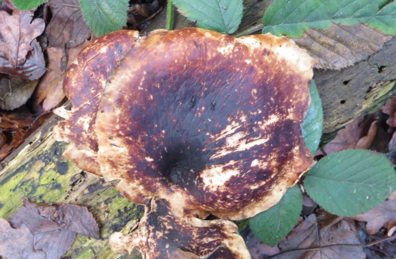 Brown fungus on log