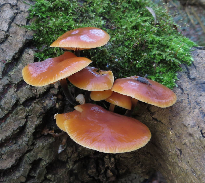 Common Stump Brittlestem