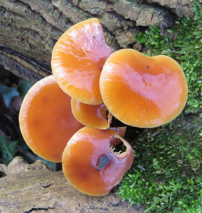 Common Stump Brittlestem