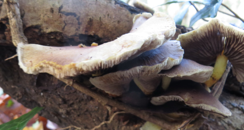 Pale brown fungus on log