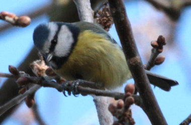 Blue Tit