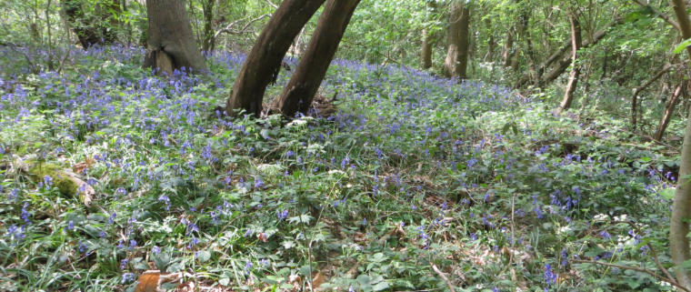 Bluebell Sward