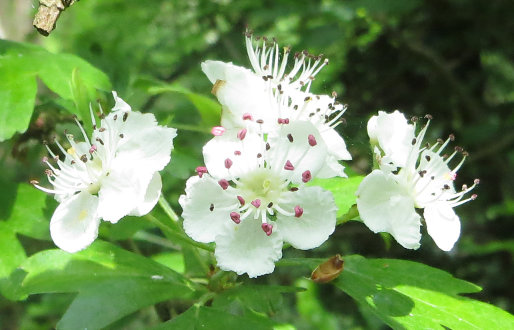 Common Hawthorn