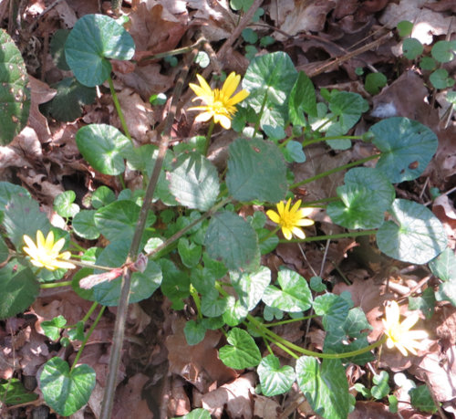 Lesser Celandine