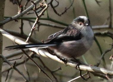 Long-tailed Tit