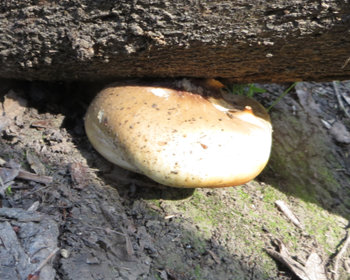 Polypore