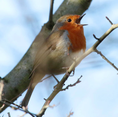 Robin