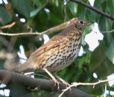 Song Thrush