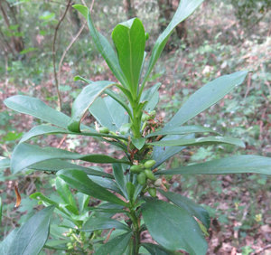 Spurge Laurel Fruits