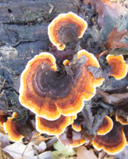 Turkey Tail