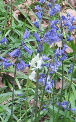 White Bluebell