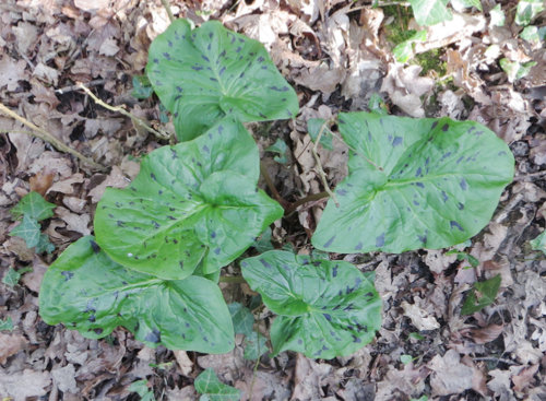 Wild Arum