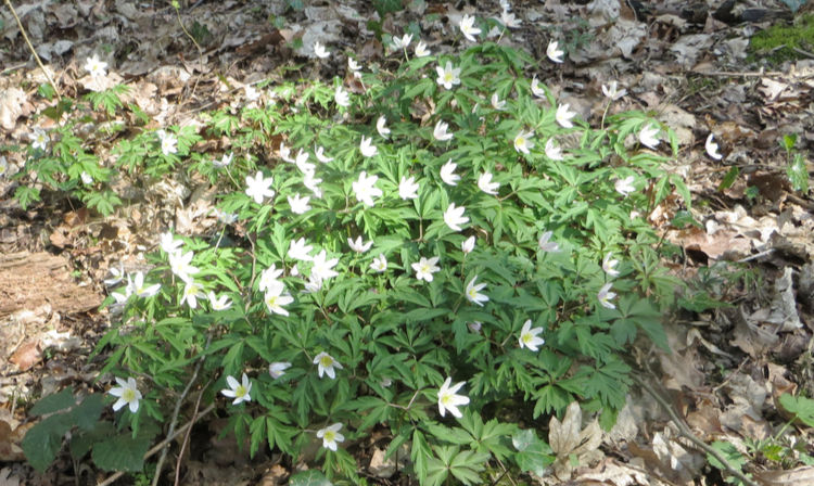 Wood Anemones