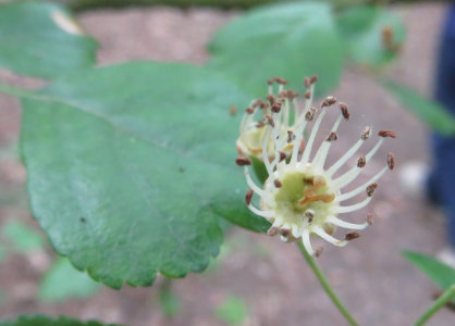 Woodland Hawthorn