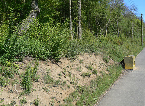Roadside east of Rhoda Road