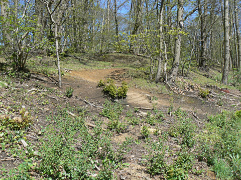 Roadside below the Kop
