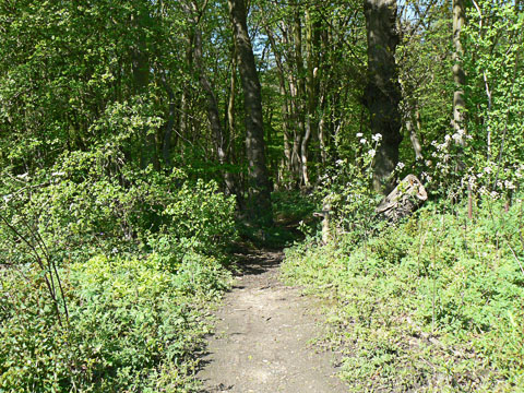 Roadside path near the top