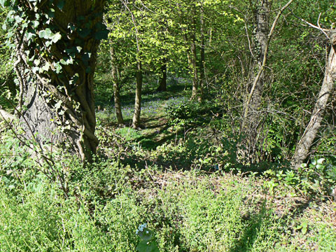 Looking down into the wood