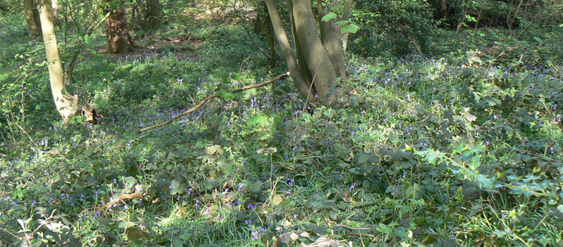 Bluebell Dell