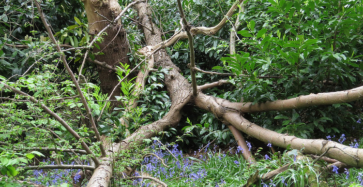 Fallen Tree