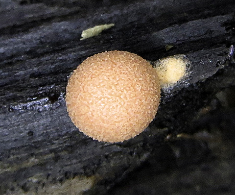 Globular Slime-Fungus