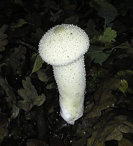 Lycoperdon excipuliforme