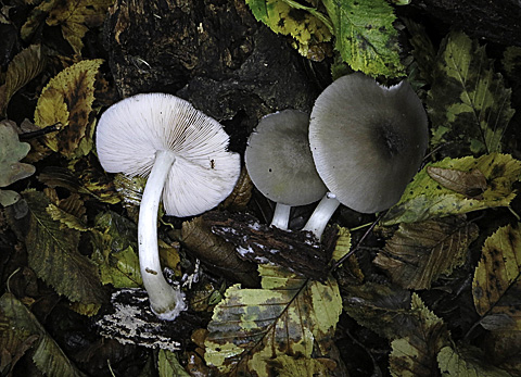 Porcelain Fungus