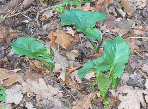 Wild Arum