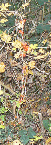 Black Bryony