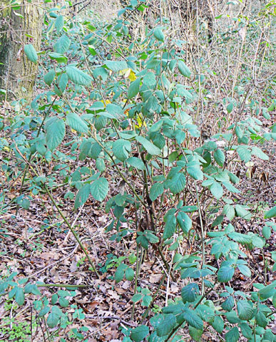 Bramble Foliage