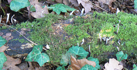 Candlesnuff Fungus