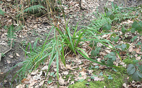 Pendulous Sedge