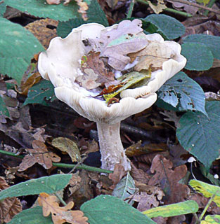 Clouded Agaric