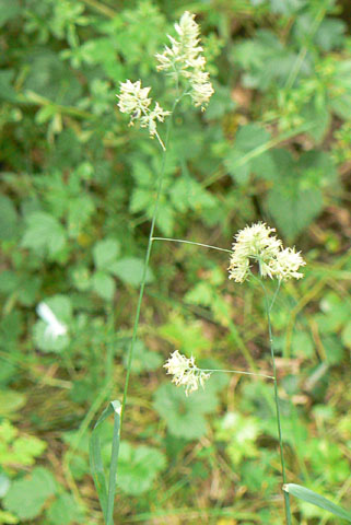 Cock's Foot Grass