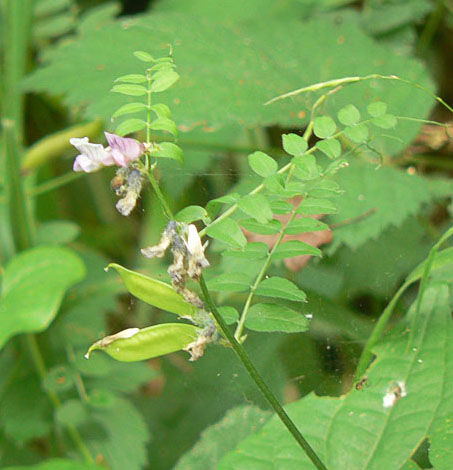 Common Vetch