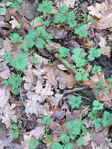 Creeping	Buttercup