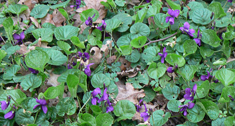 Dog Violet