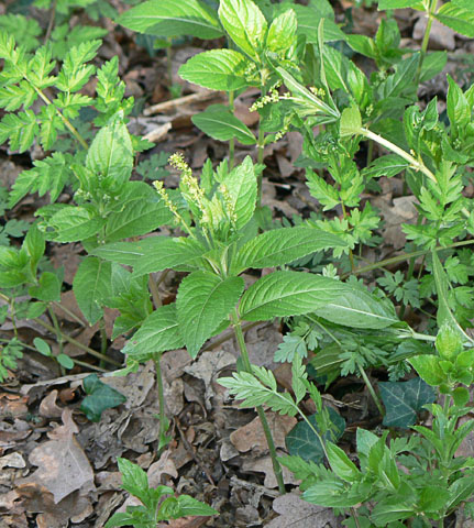 Dog’s Mercury