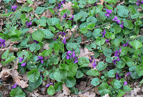 Early Dog Violet