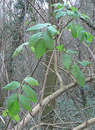 Elder foliage