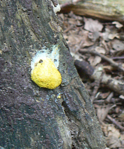 Yellow Slime-Fungus