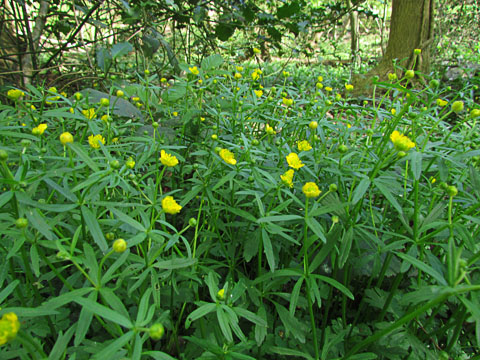 Goldilocks in flower