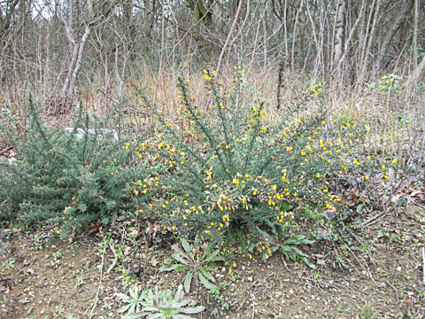 Gorse