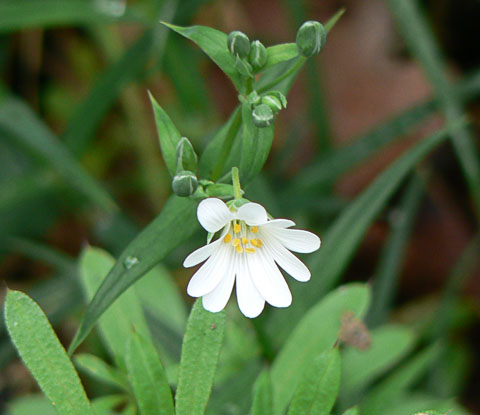 Greater Stitchwort