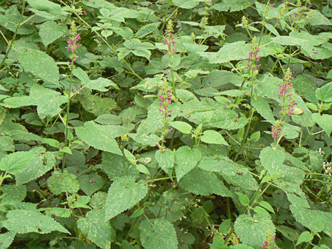 Hedge Woundwort