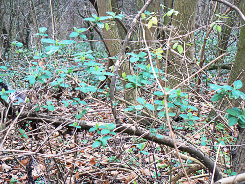 Honeysuckle Foliage