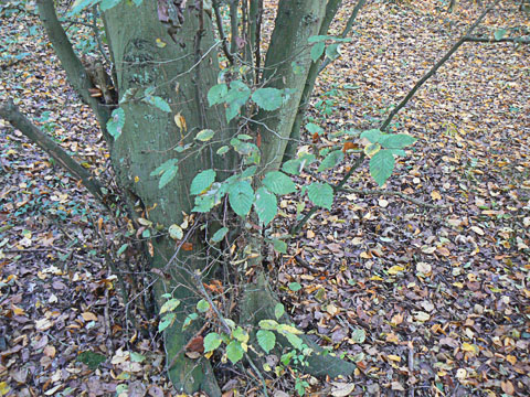 Hornbeam Foliage