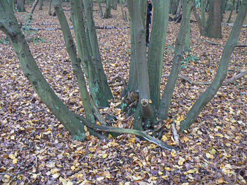 Hornbeam Stool