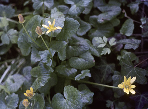 Lesser Celandine