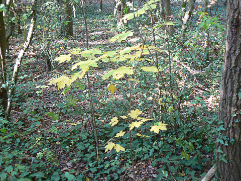 Norway Maple